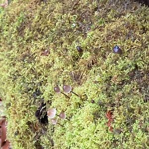 Meet your Posher, Khrystina